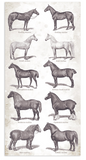 Collectables Romantic Horses